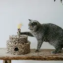 fiesta lifestyle 3.webp