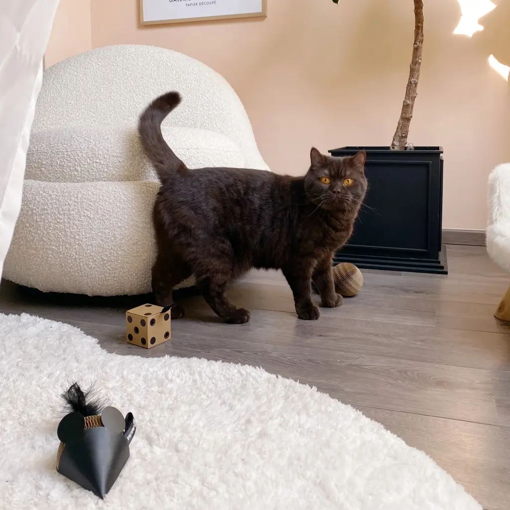 glory mouse dice lifestyle.webp