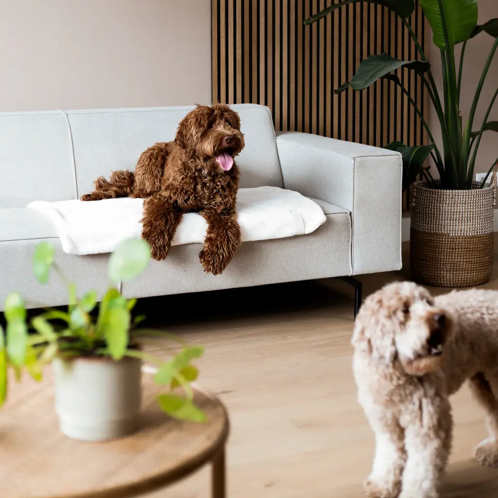 nuzzle blanket lifestyle.webp