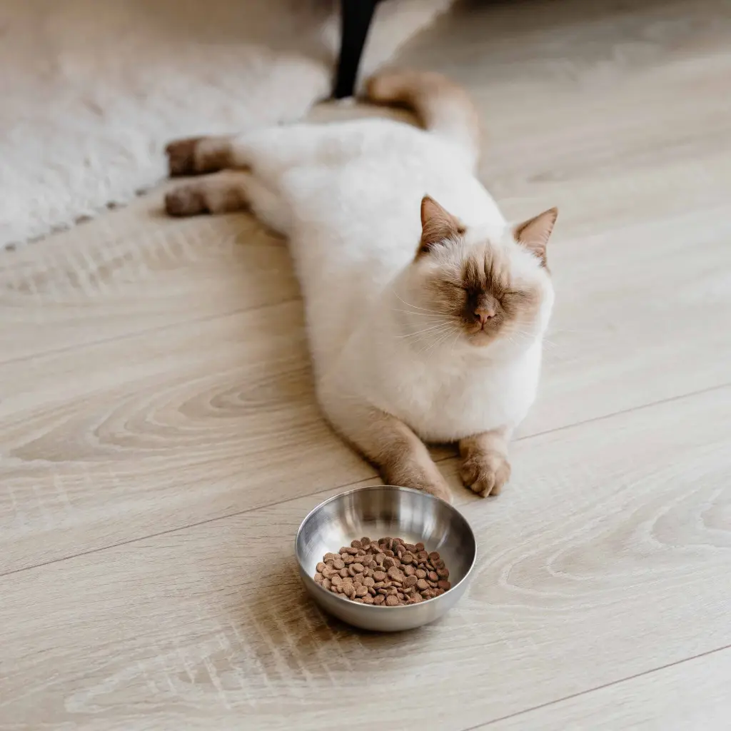 royal bowl cat lifestyle.webp