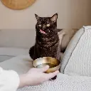 royal bowl cat lifestyle 2.webp