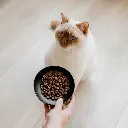 royal bowl cat lifestyle 3.webp