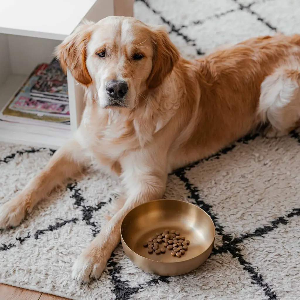 royal bowl dog lifestyle.webp