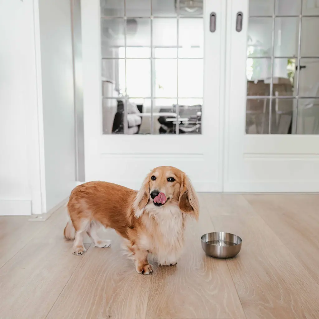 royal bowl dog lifestyle 3.webp