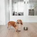 royal bowl dog lifestyle 3.webp