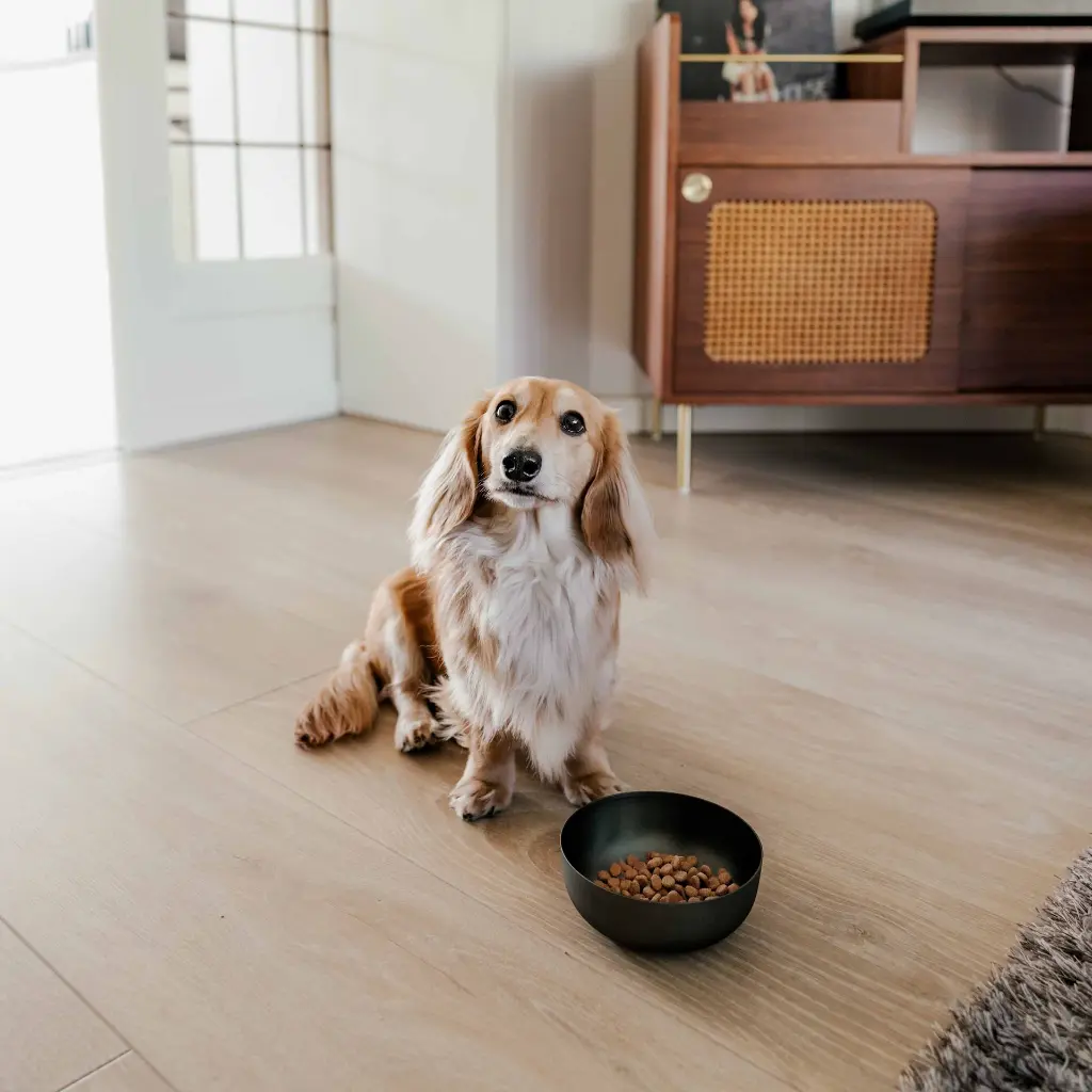 royal bowl dog lifestyle 2.webp