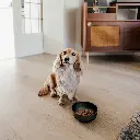 royal bowl dog lifestyle 2.webp