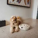 swirl lifestyle 2.webp