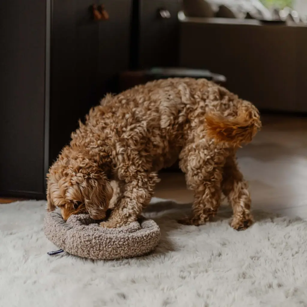 swirl lifestyle.webp