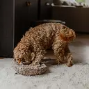 swirl lifestyle.webp