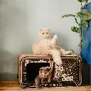 sardine lifestyle.webp