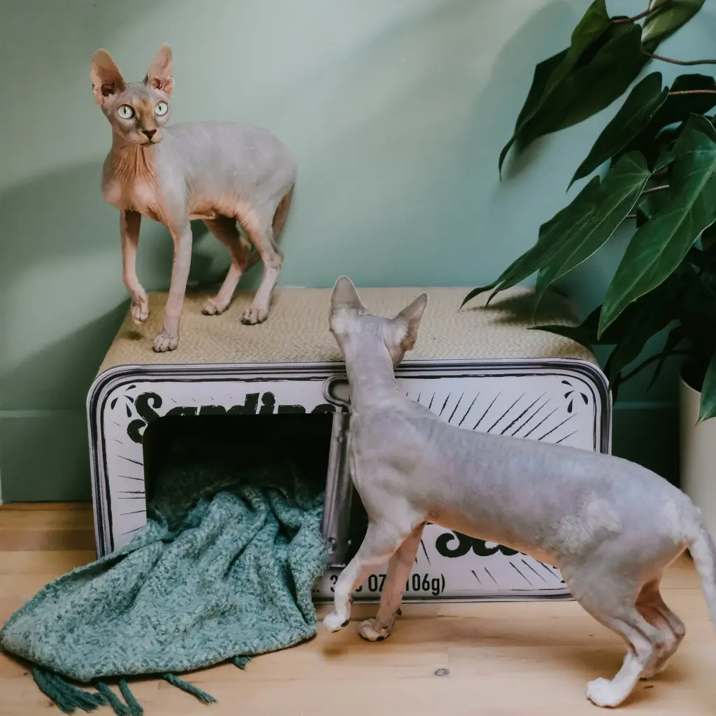 sardine lifestyle 3.webp