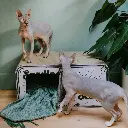 sardine lifestyle 3.webp