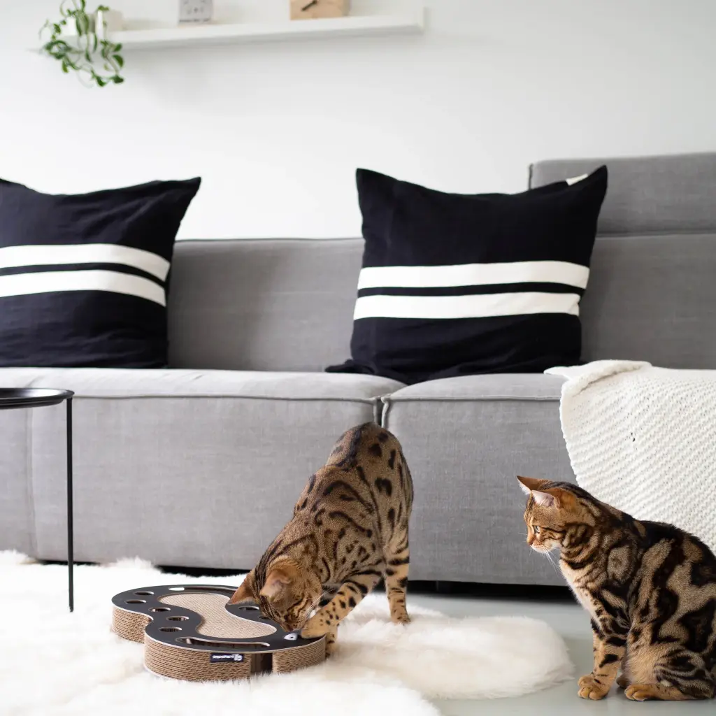 snake lifestyle 3.webp