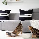 snake lifestyle 3.webp