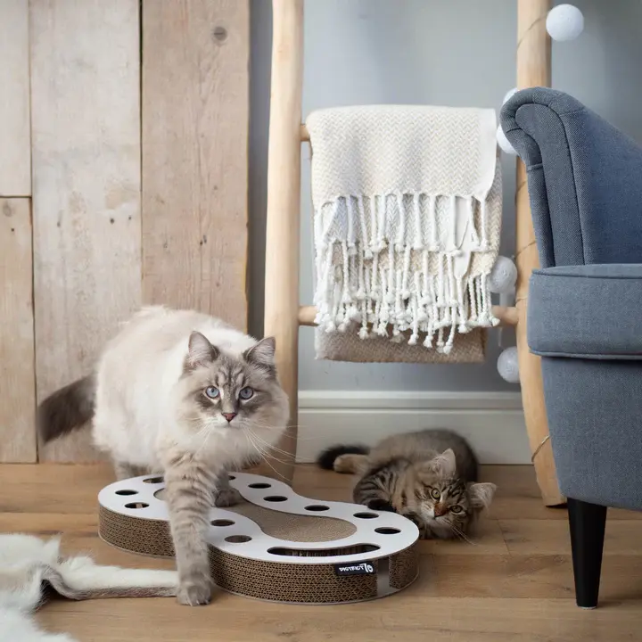 snake lifestyle 2.webp