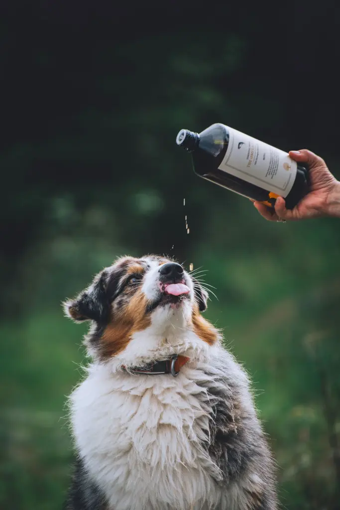 Omega from @blueshade_aussies.webp