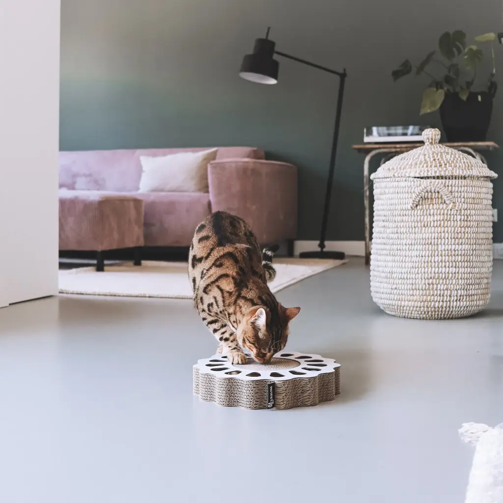 sunny lifestyle 2.webp