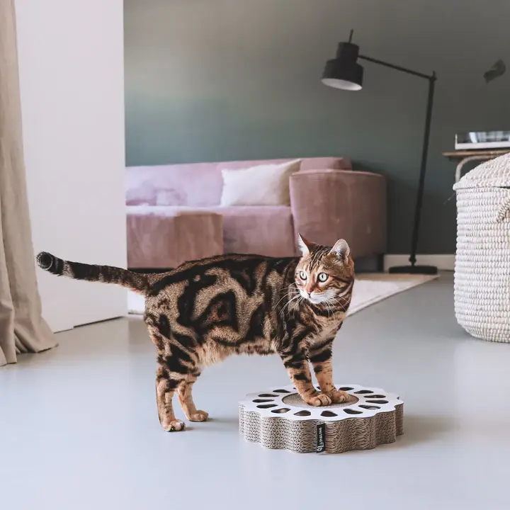 sunny lifestyle.webp