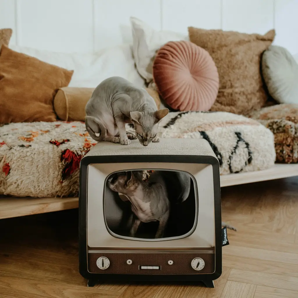 telly lifestyle 3.webp