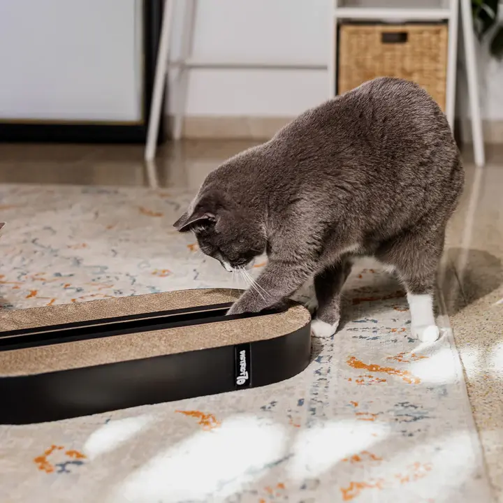 track lifestyle.webp