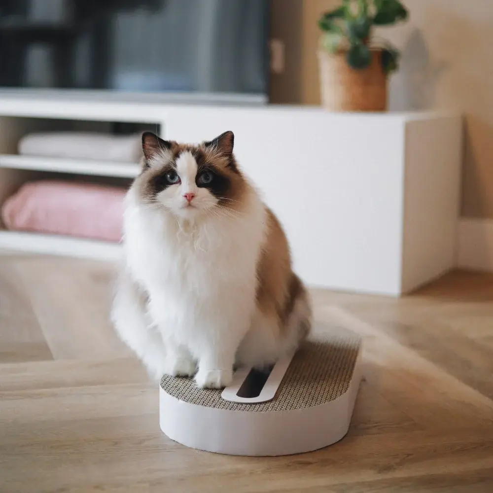 track lifestyle 2.webp