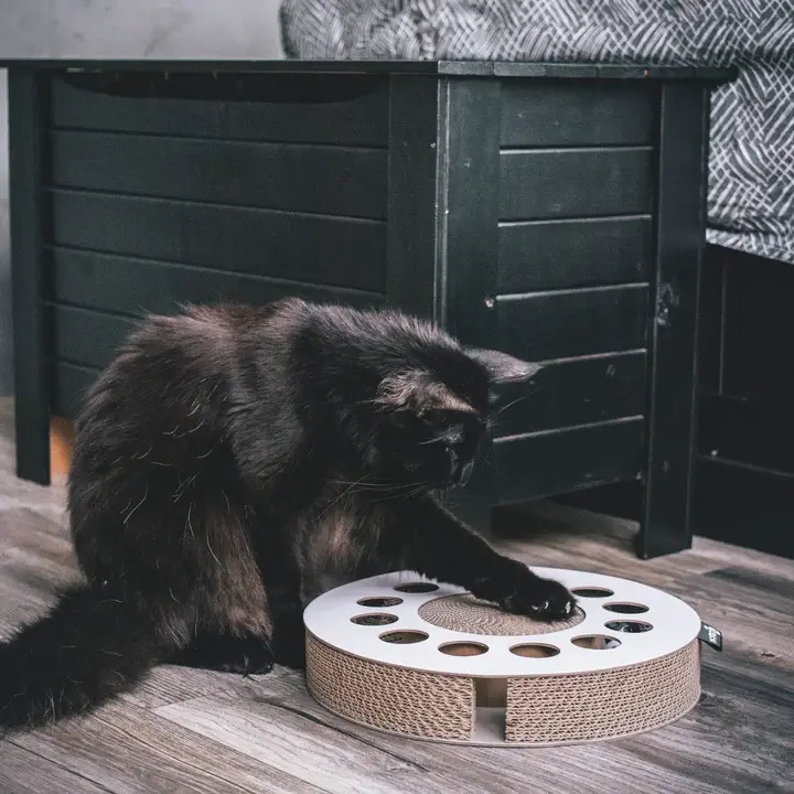 whirl lifestyle 2.webp