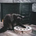 whirl lifestyle 2.webp