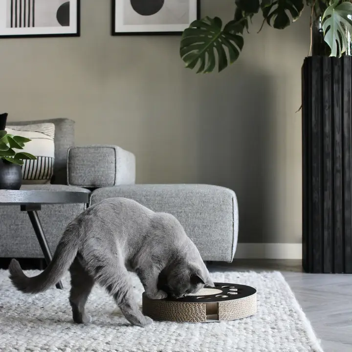 whirl lifestyle 1.webp