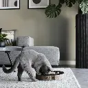 whirl lifestyle 1.webp