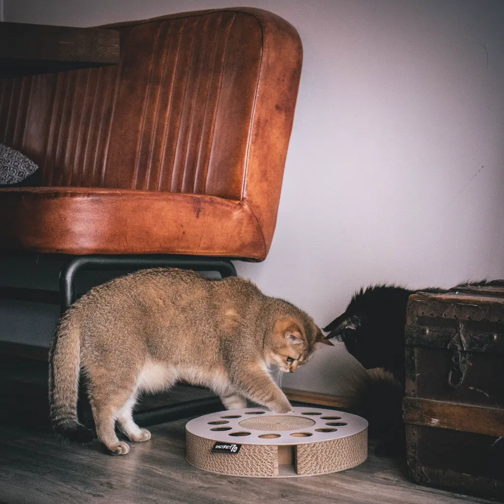 whirl lifestyle 3.webp