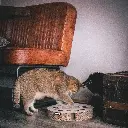 whirl lifestyle 3.webp