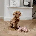 ziggy lifestyle 2.webp