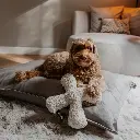 ziggy lifestyle 1.webp