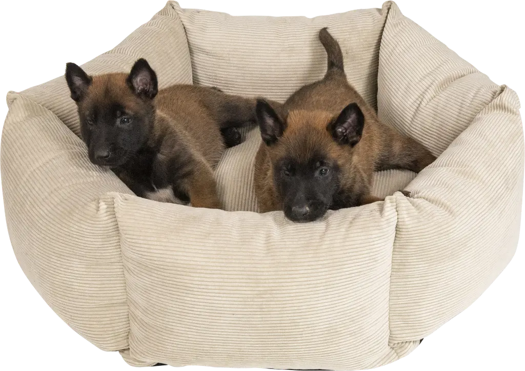 AB10144 AB Hexagon Basket Beach Sand M-Dog 2.webp