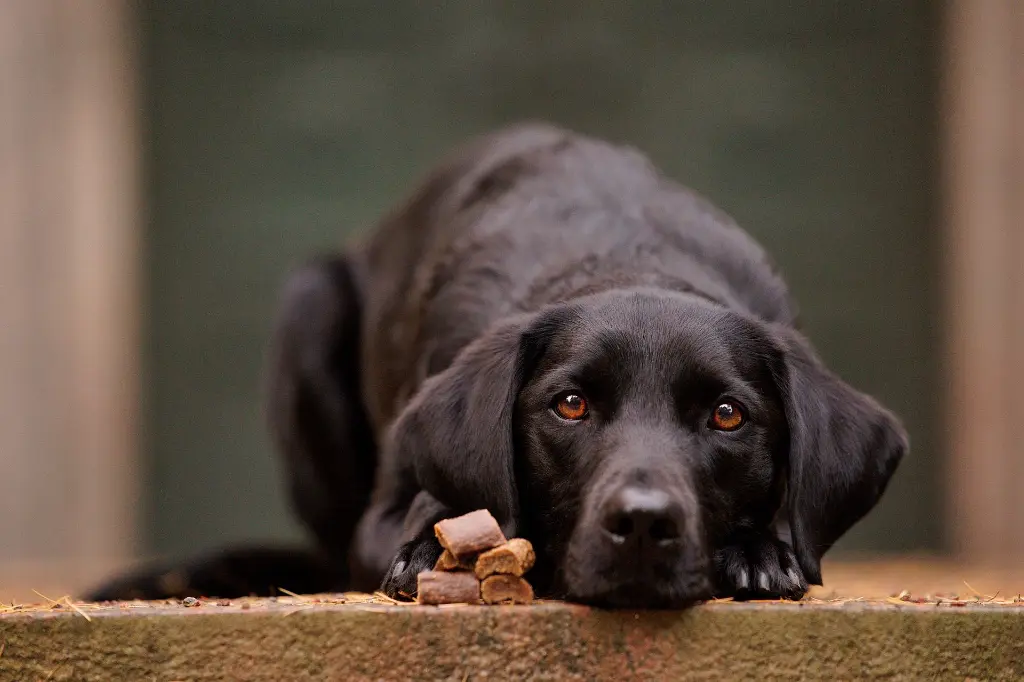 Sensations E @junior_the_copenhagen_lab.webp