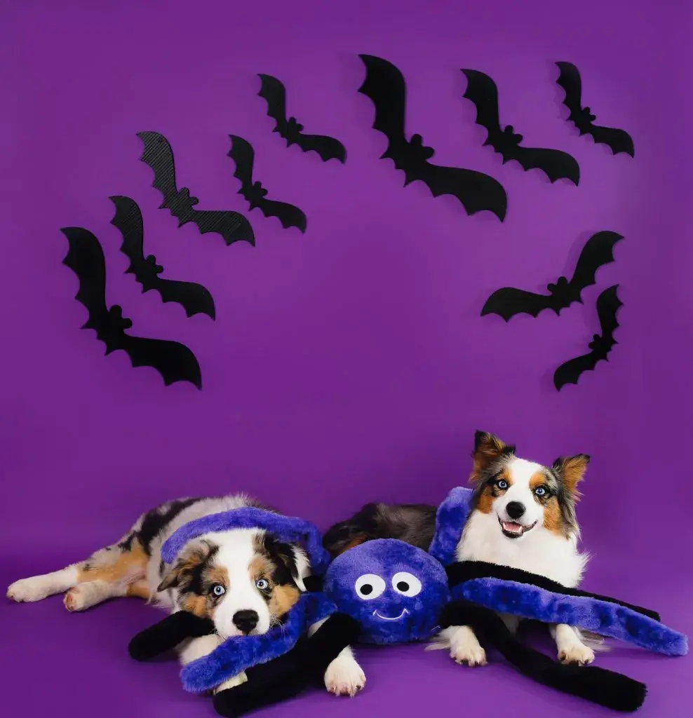 GeronimoCobalt_Halloween_ZippyPaws-283-Edit-988x1024.webp