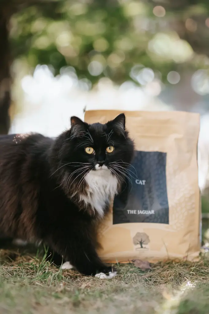 cat Jaguar _ @whippetvilja.webp