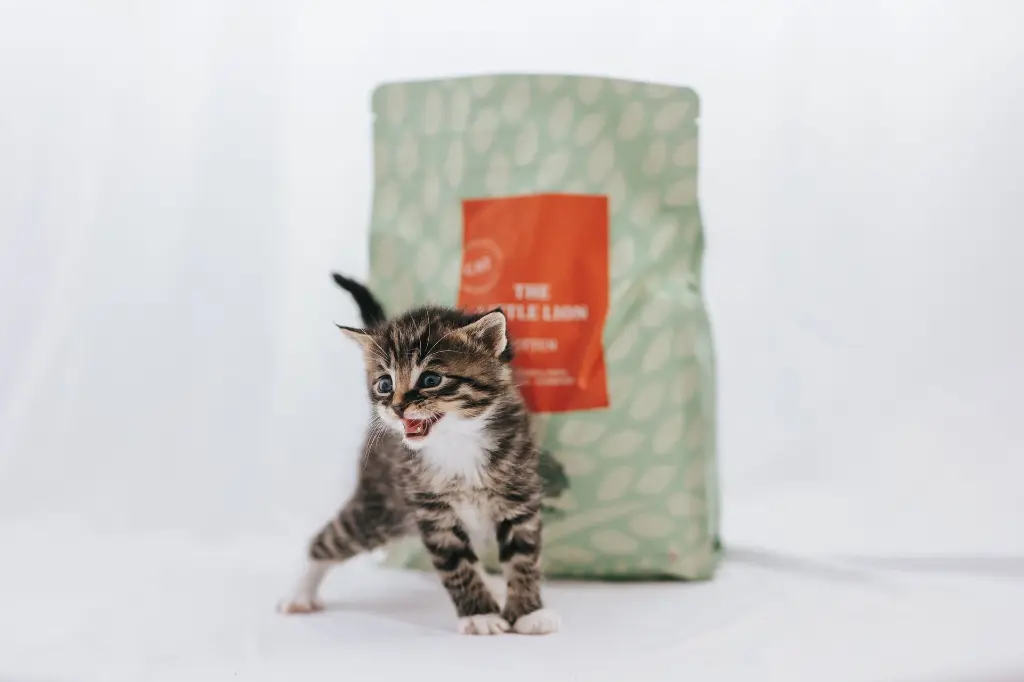 The Little Lion Cat 2 from @nike.nilsson.webp