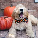 Trick-or-Treat-Bow-Tie-1.webp