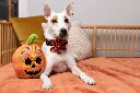 Plaid-O-Lantern-Pinwheel-2.webp