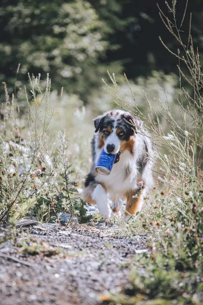 NAUTICAL LIVING PATE _ @blueshade_aussies.webp