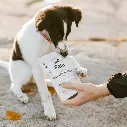 puppy_with_chicken_and_salmon.webp