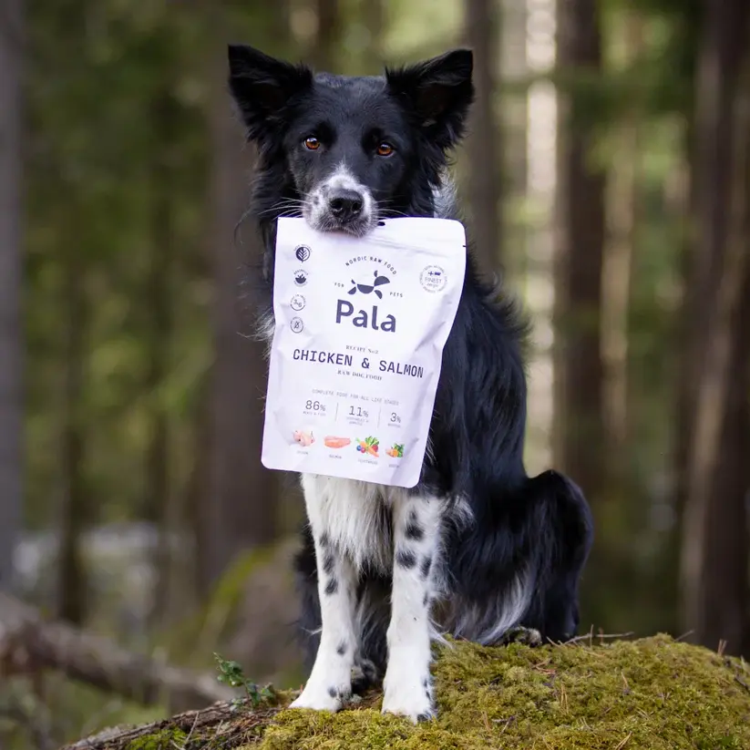 pala_pets_product_lifestyle_images68.webp