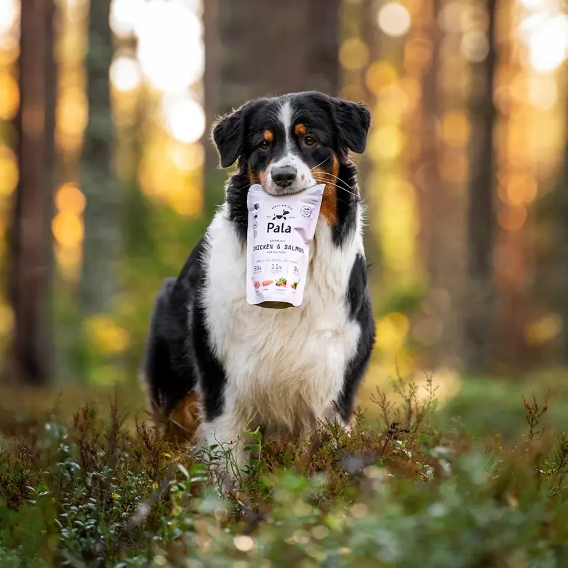 australian_shepherd_chicken_and_salmon_recipe.webp