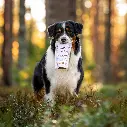 australian_shepherd_chicken_and_salmon_recipe.webp