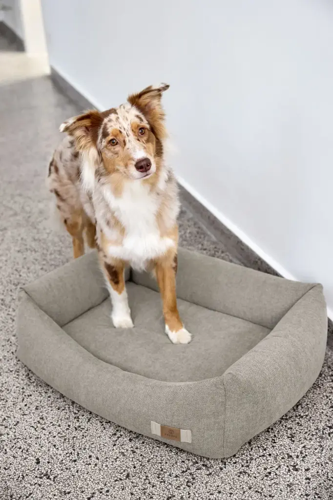 DOG_F24_21010081011_L_2.webp