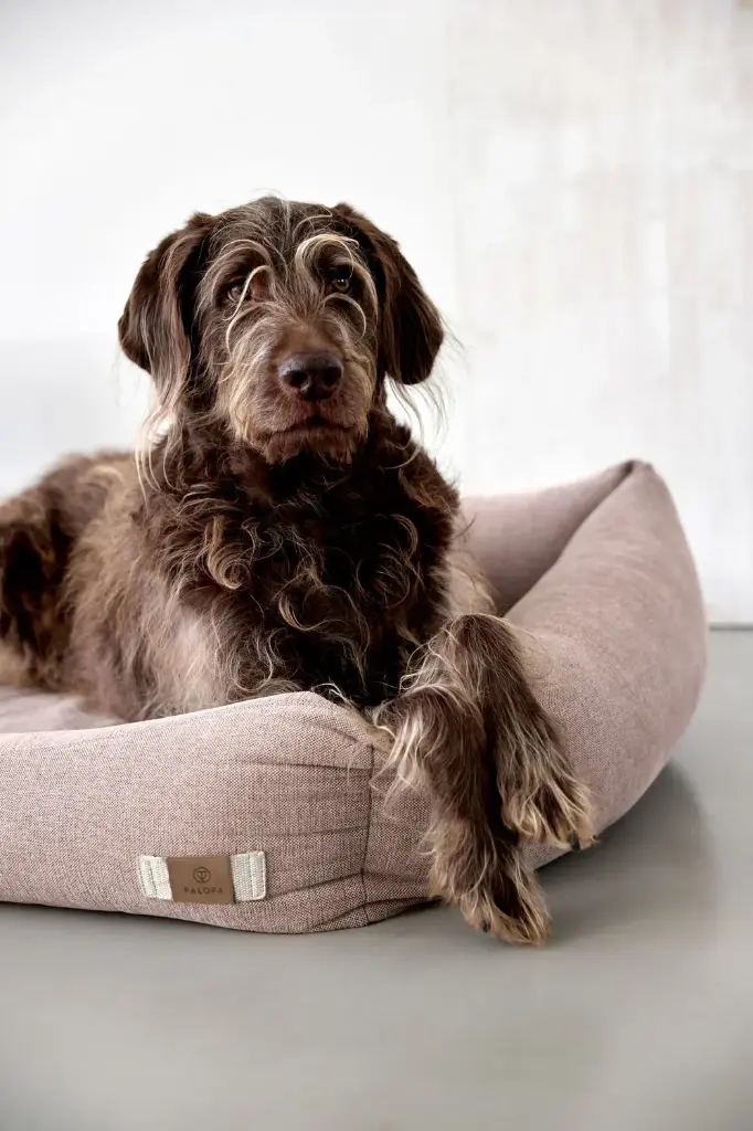 DOG_F24_21010087150_L_8.webp