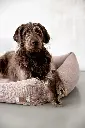 DOG_F24_21010087150_L_8.webp