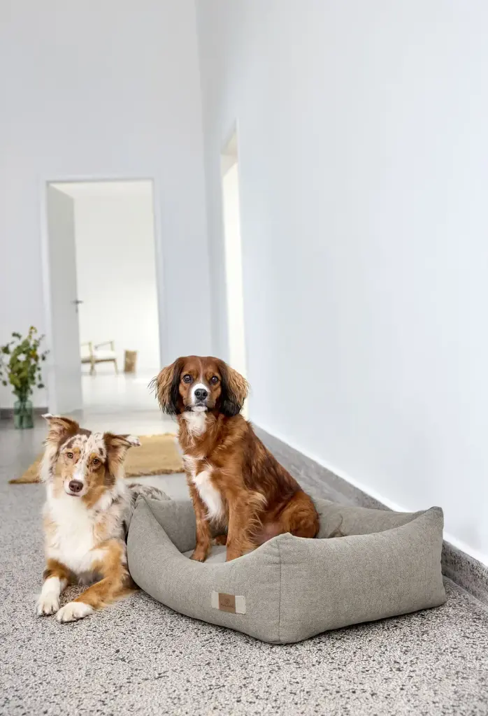 DOG_F24_21010081011_L_4.webp